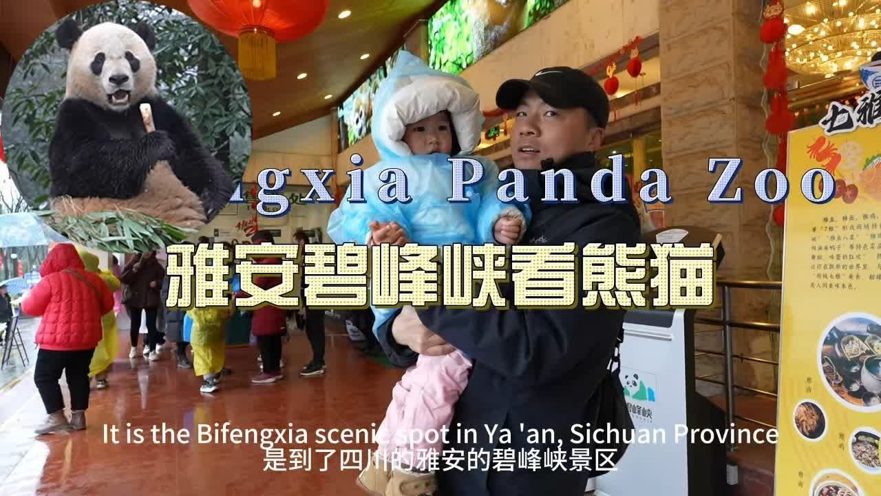 近距离看大熊猫吃早餐 还摸了一下大熊猫的皮毛！| 雅安碧峰峡 | 大熊猫 | 雅安旅游【鞋底骑车环球旅行】