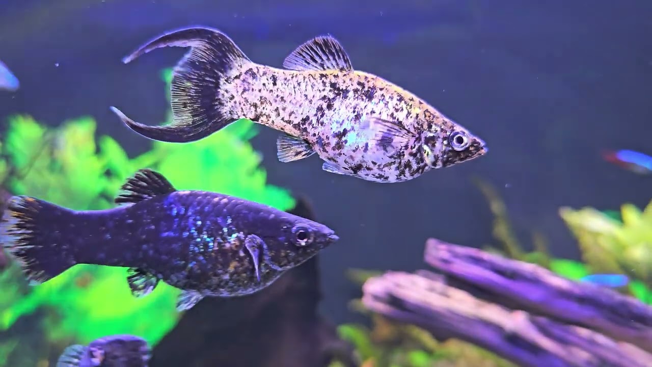 Akwarium 200 litrów w 4K 🤩 Wieczorową porą 🐟🐠  szukają miejsca do odpoczynku.