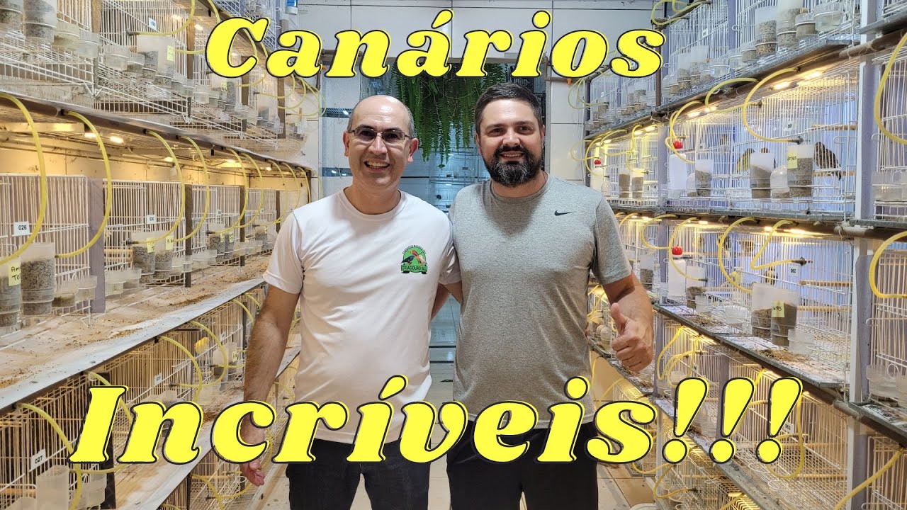 Visitando o Canaril Pinhalzinho de Ricardo Branco!!!