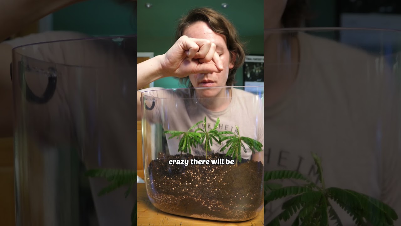 this sealed terrarium WILL outlive me