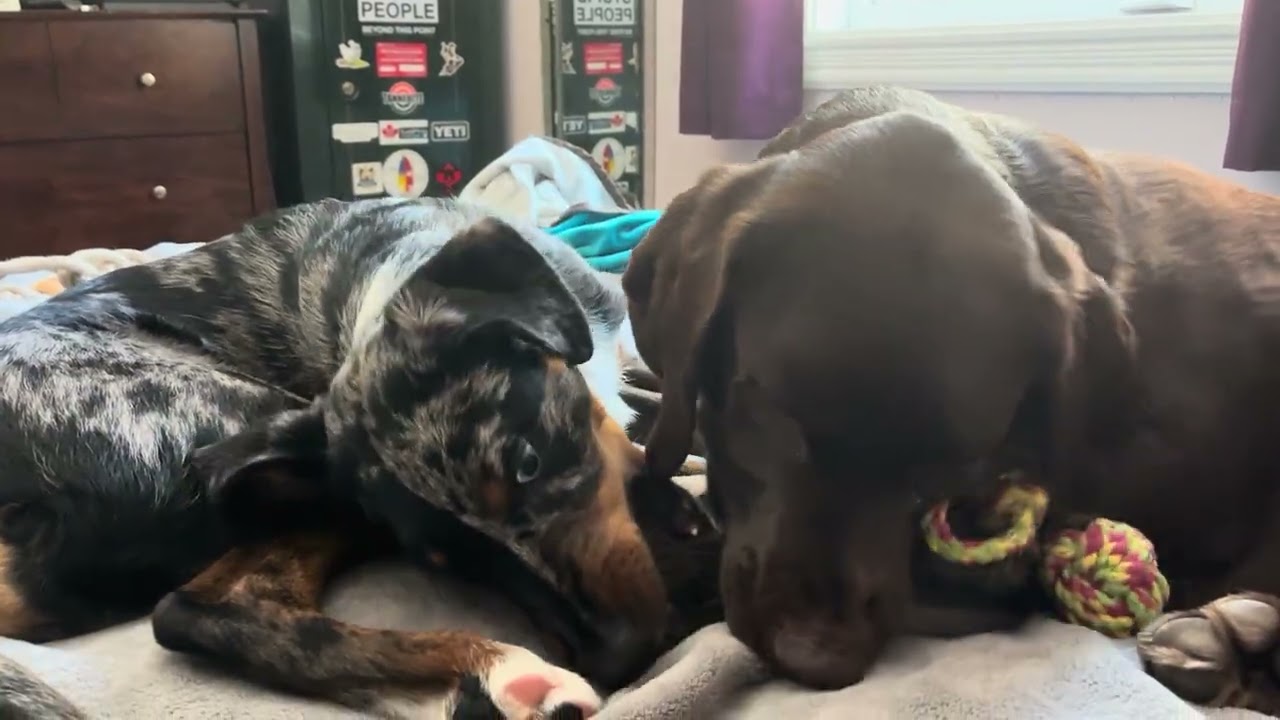 Big boy Jasper playing with our sweet puppy Freya. Surprise at the end 