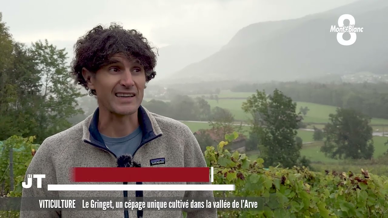 Le Gringet, un cépage unique cultivé dans la vallée de l'Arve