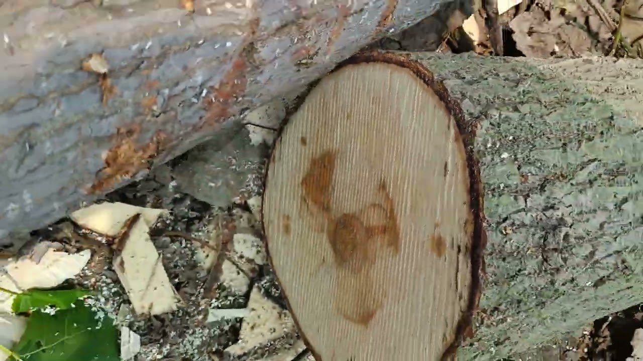 Poplar tree harvesting & farm rate