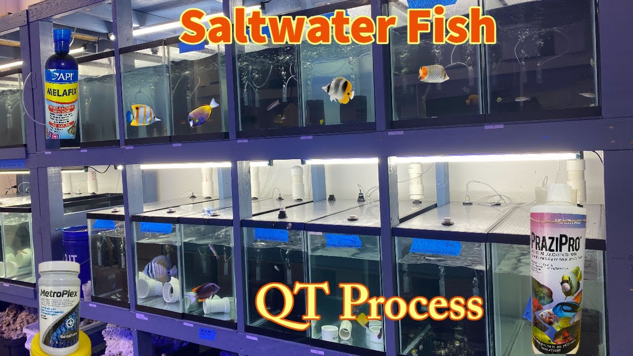 😷 Quarantine Sick Saltwater Fish 😷