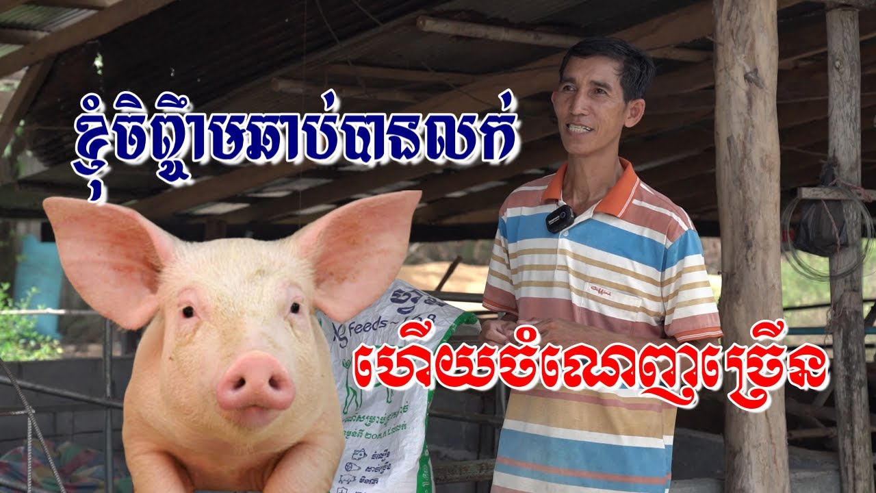 #ខ្ញុំចិញ្ចឹមជ្រូកឆាប់បានលក់ណាស់!