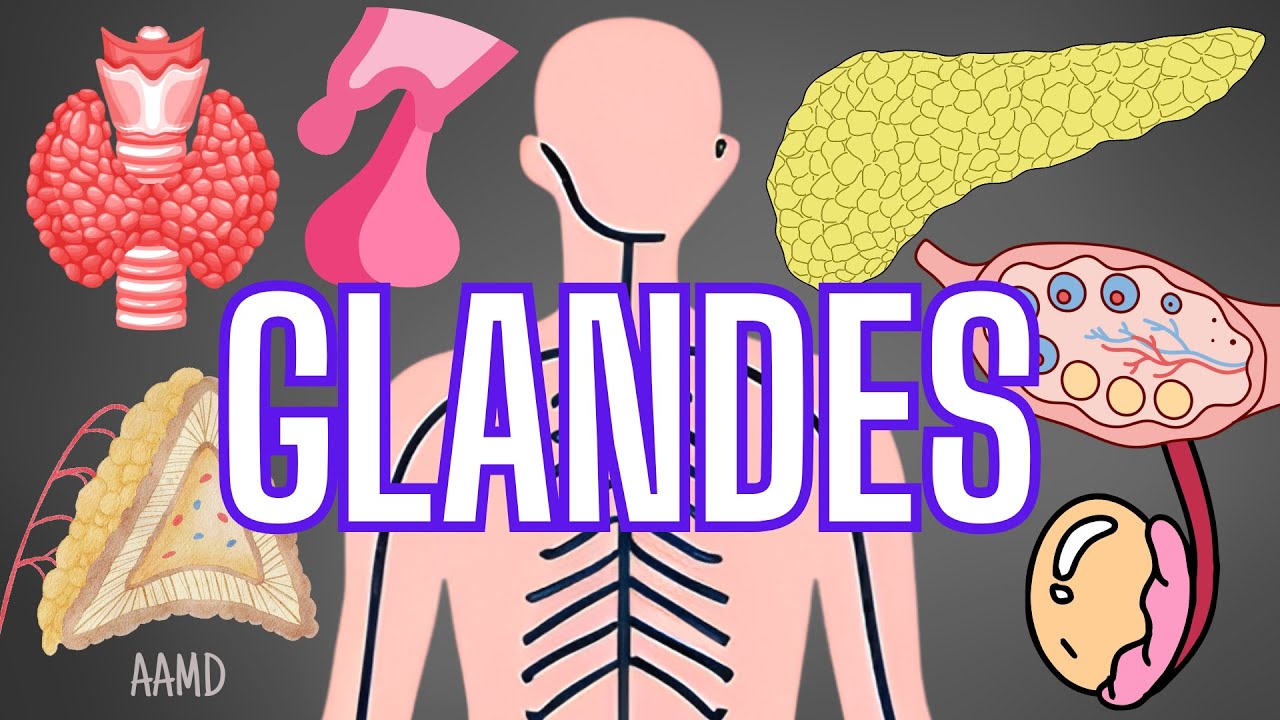 Les glandes endocrines