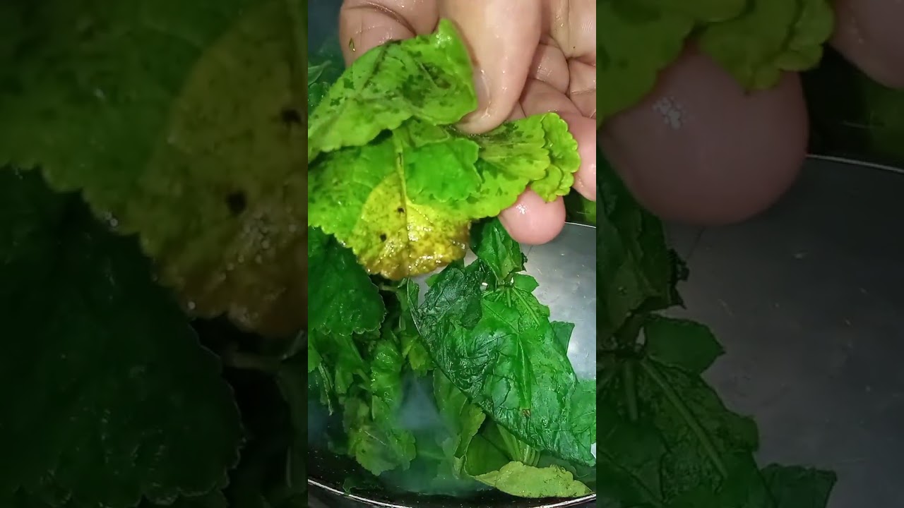 طريقة تفريز الخبيزه (البقوله) ورق السلق لمده عام وتفضل بلونها#اكسبلور 