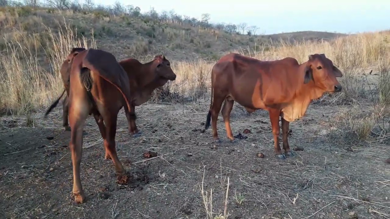 Vaca Sindi dá leite mesmo???