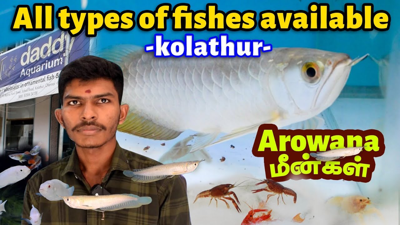 ₹1 முதல் All Types of Fishes Available at Kolathur Fish Market | Daddy Aquarium | Murali's Vlog