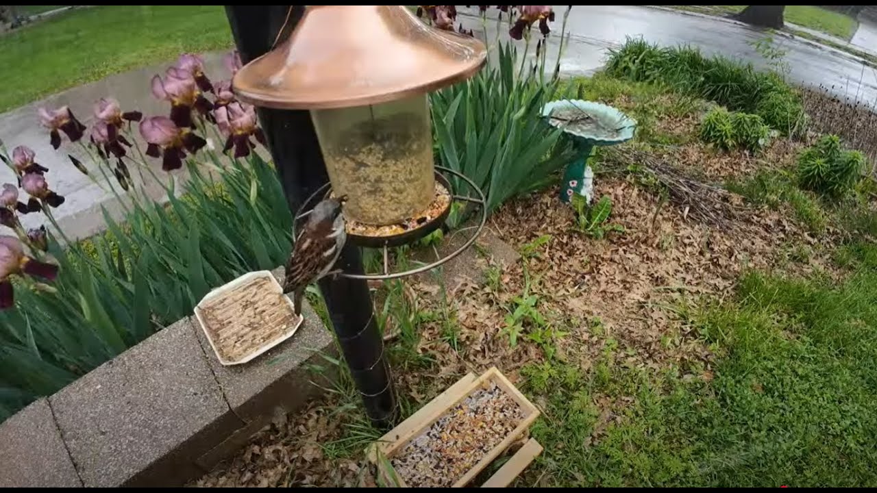 More Front Yard Birds! Sparrows, Cardinals, Finches & Robins