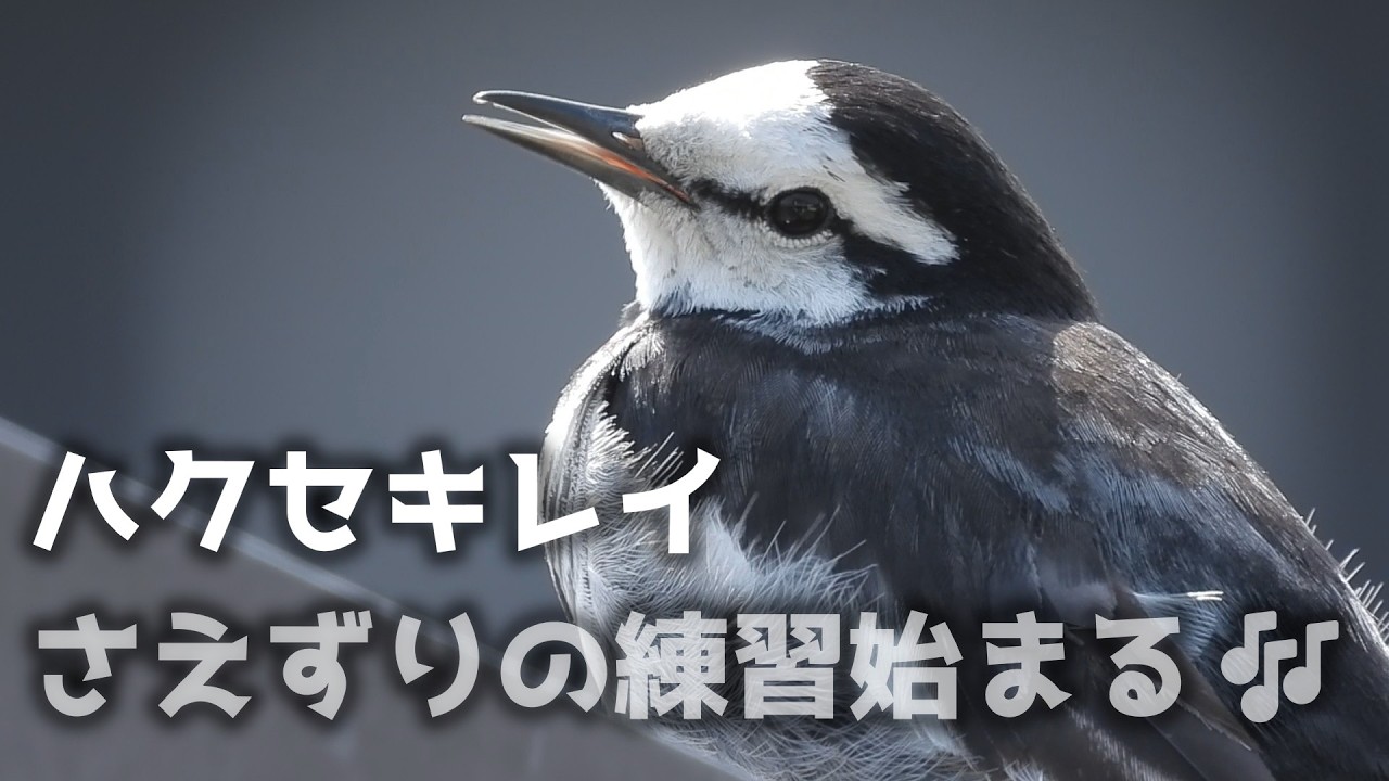 Предвестники весны — Тренировка пения белой трясогузки