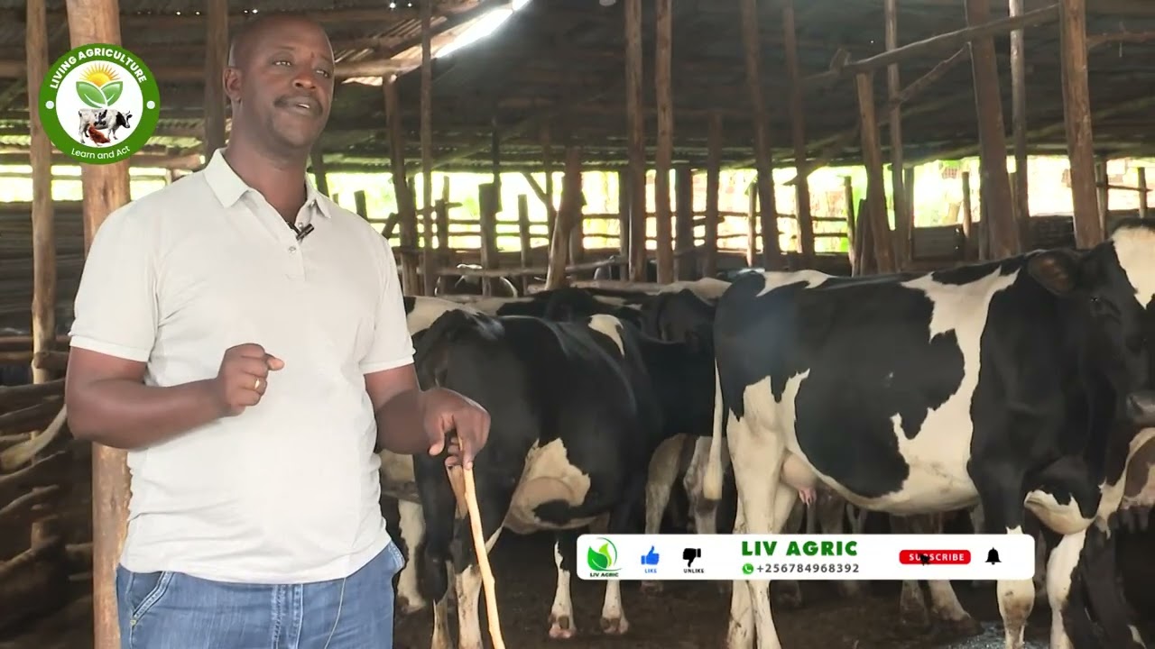 Small Start, Big Dream: How Zero Grazing Built a 150-Cow Farm!  PART 1