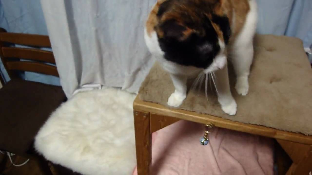 すごく甘えるハナ