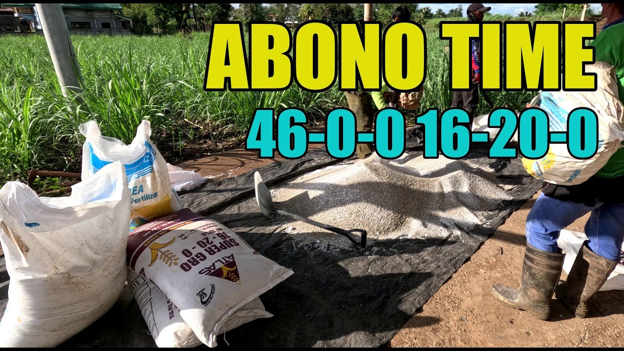FIRST ABONO SA GAMAY NGA TUBO FARM (Urea & Ammonium)