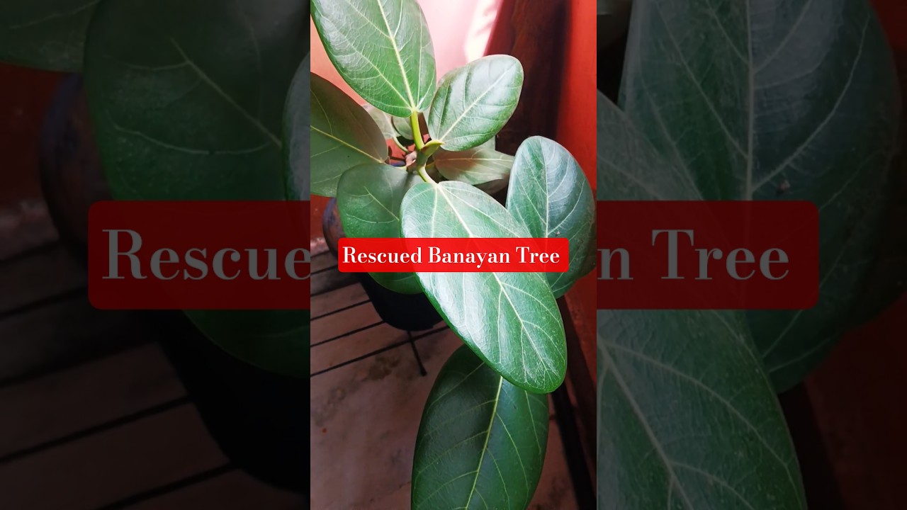 A rescued Banayan Tree 
