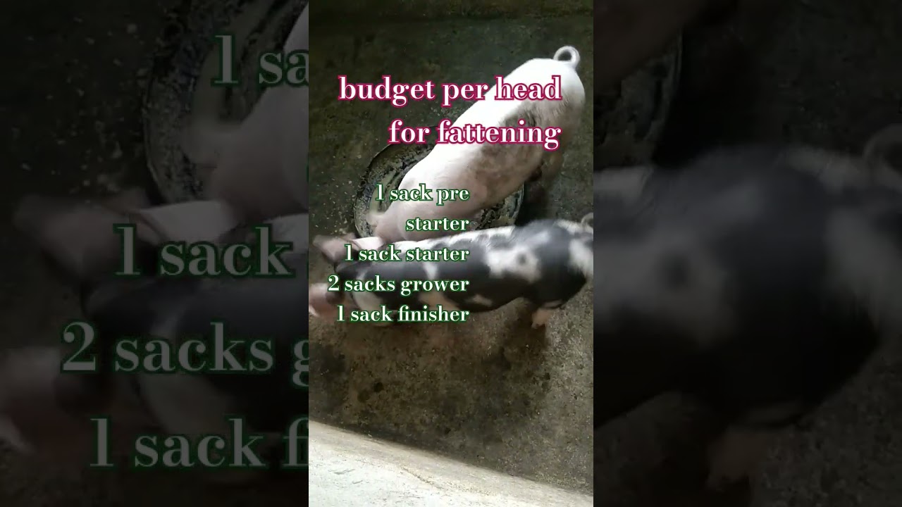 bago mag umpisa,alamin kung magkano dapat e-capital kung kaya sa budget#pigindustry #pig