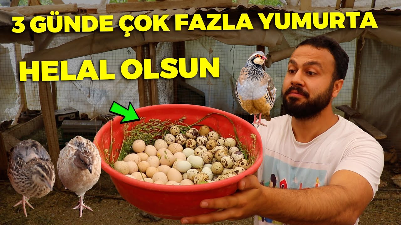 3 Gün Yumurtaları Toplamadım ! Çok Fazla Yumurta - Gurk Tavuğundan Özür diledim !