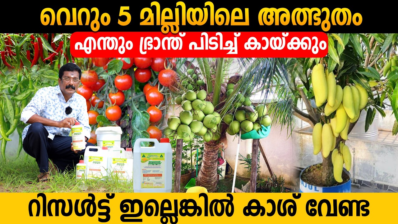 ഇത് 5 മില്ലി മതി ഏത് കായ്ക്കാത്ത ചെടിയും കായ്ക്കാൻ | 100% Organic Fertilizer for All Crops