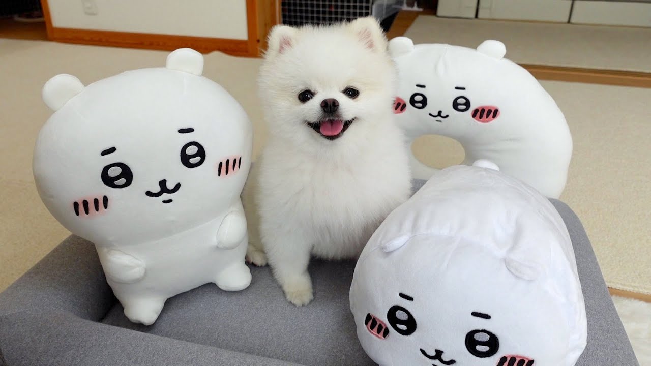 ちいかわとポメラニアン