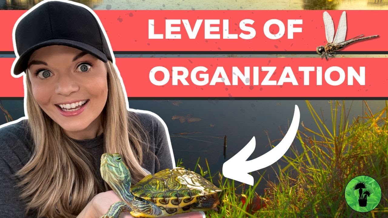 Levels of Biological & Ecological Organization | Cells to Biosphere