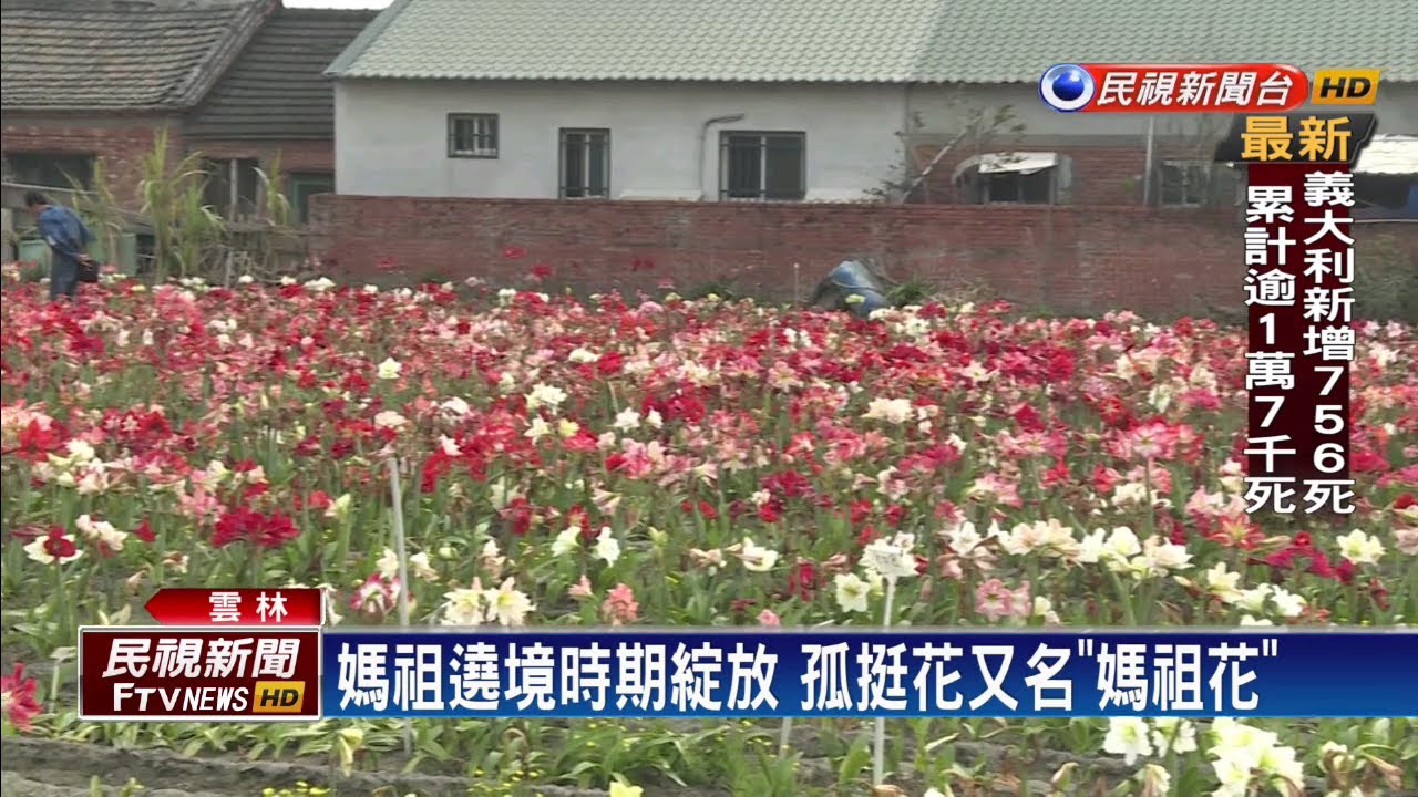 「孤挺花」不自賞 達人種2公頃吸引愛花人－民視新聞
