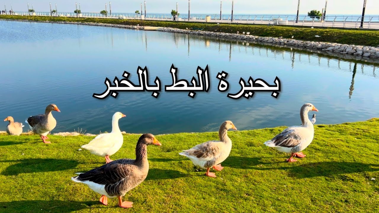 بحيرة البط بالخبر Duck Lake in Al Khobar  ..  ٢٤ نوفمبر ٢٠٢٢