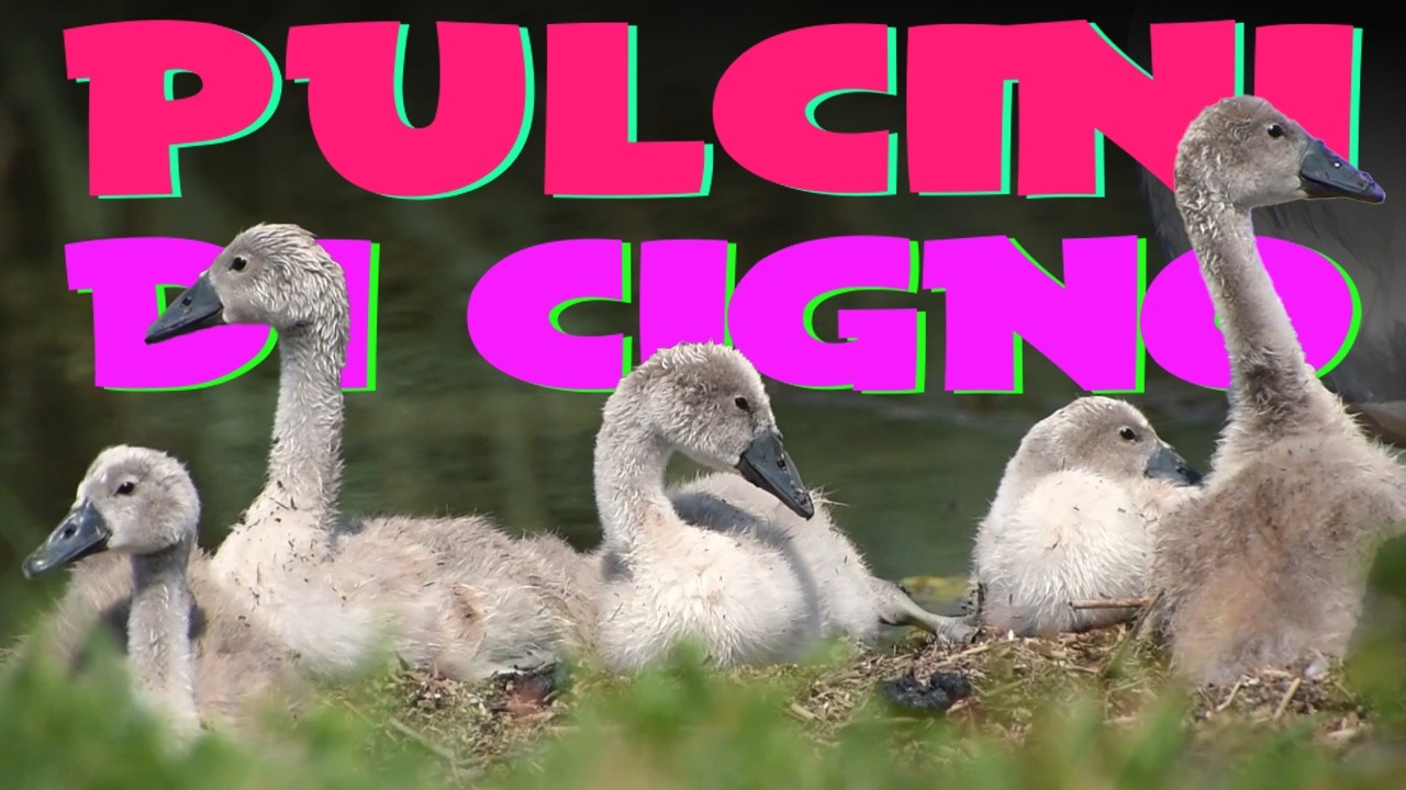 I pulcini di CIGNO come non li avete mai visti!
