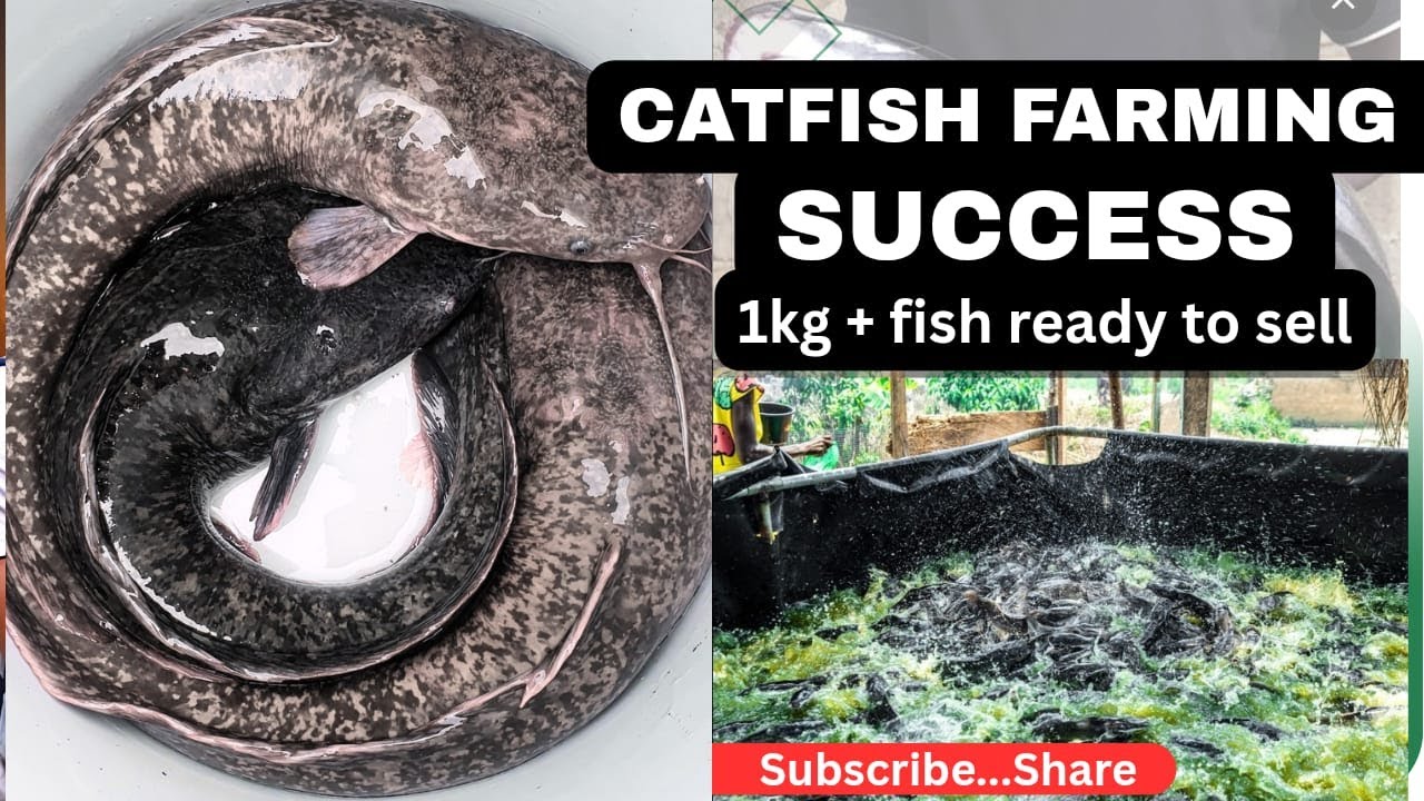 Catfish Farming Success – 1kg+ Fish Ready to Sell #aquaculture #fish #catfishfarming #catfishcare