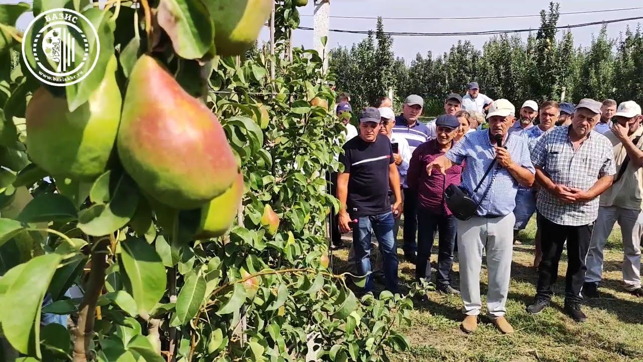 Выращивание промышленных сортов груши на современных подвоях. ООО ПКФ 