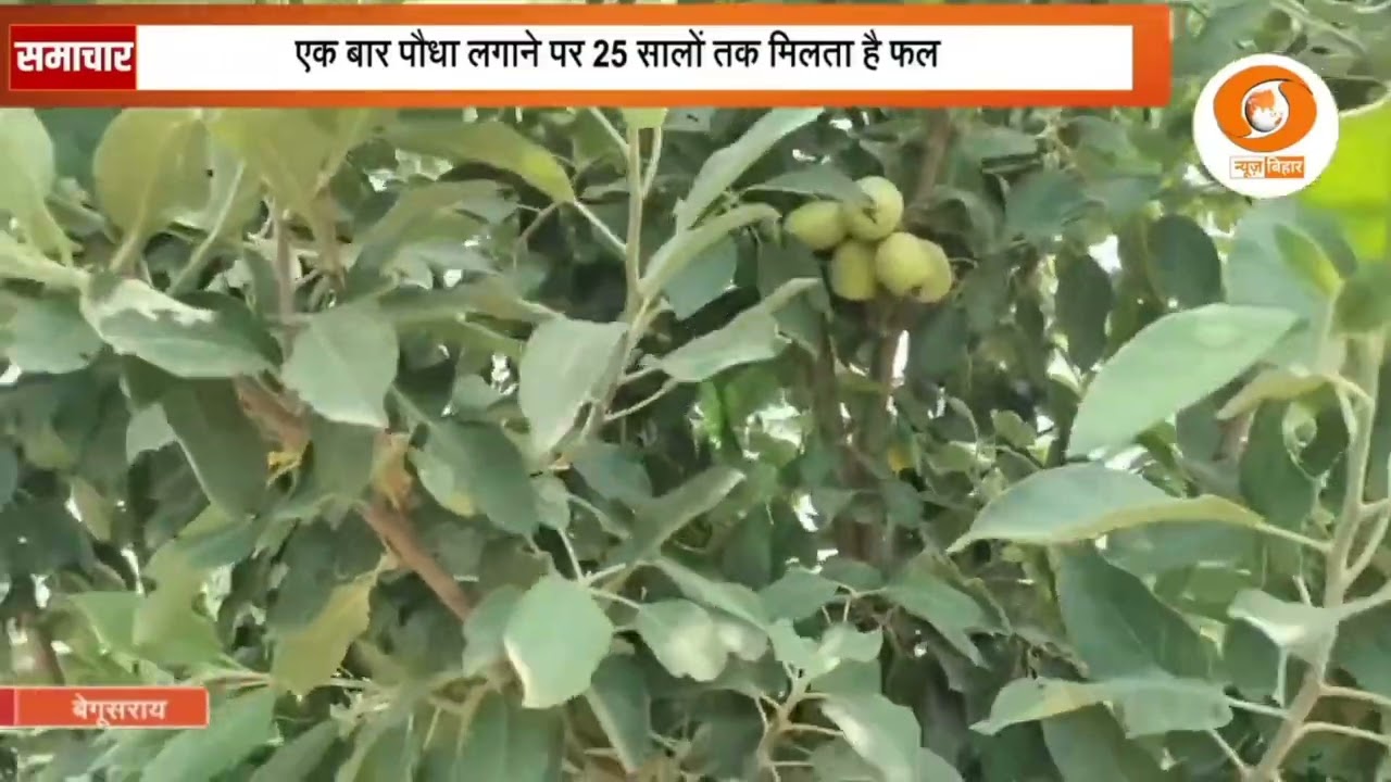42.बिहार में सेब की खेती का कमाल! अब हिमाचल नहीं, बेगूसराय में उग रहे सेब