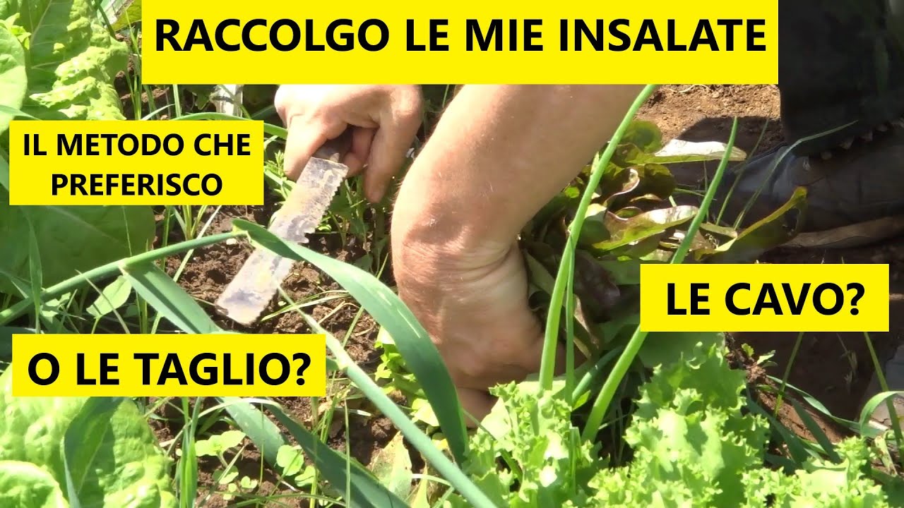 😱 Come RACCOGLIERE LE INSALATE per NON PIANTARLE DI NUOVO! 😱 | Tutorial Agricoltura