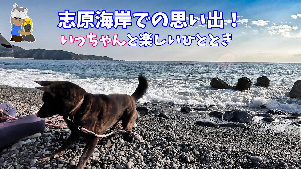 久しぶりの海さんぽで家族思いの甲斐犬を見た　甲斐犬いち