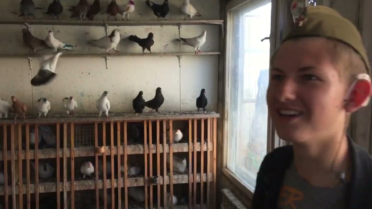#Pigeons.Молодой голубятник из Ростова.