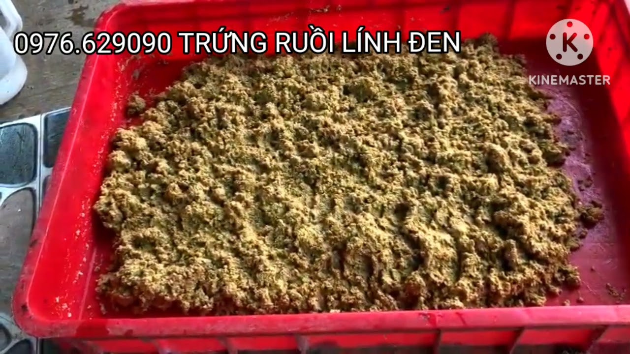 C&Aacute;CH NU&Ocirc;I S&Acirc;U CANXI RUỒI L&Iacute;NH ĐEN CHO NGƯỜI MỚI BẮT ĐẦU 0976629090