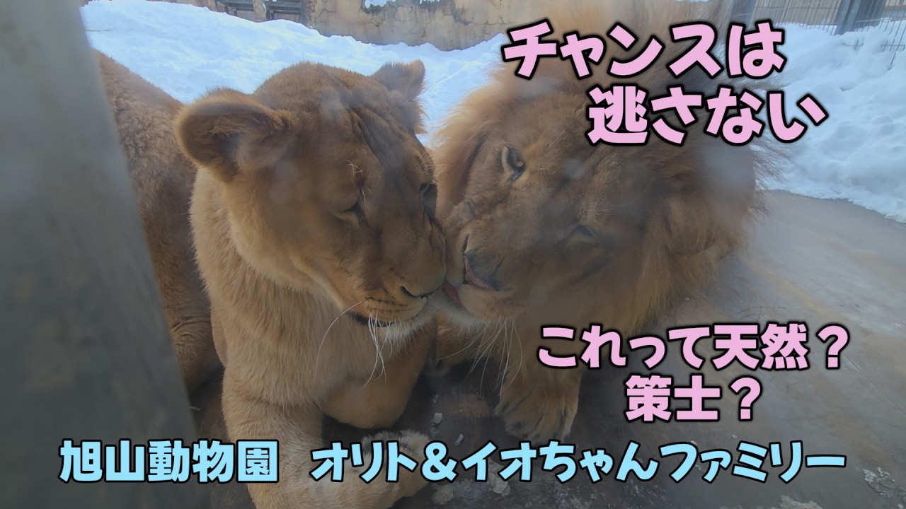 旭山動物園　チャンスは逃さない　これって天然？それとも策士？　Orito & Io family　Lion family　Asahiyamazoo
