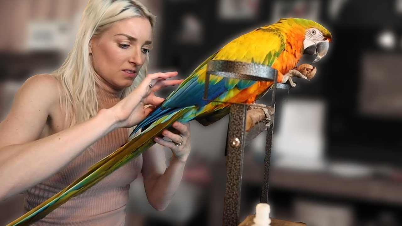 Comet's Broken Blood Feather! | What to Do With a Broken Blood Feather