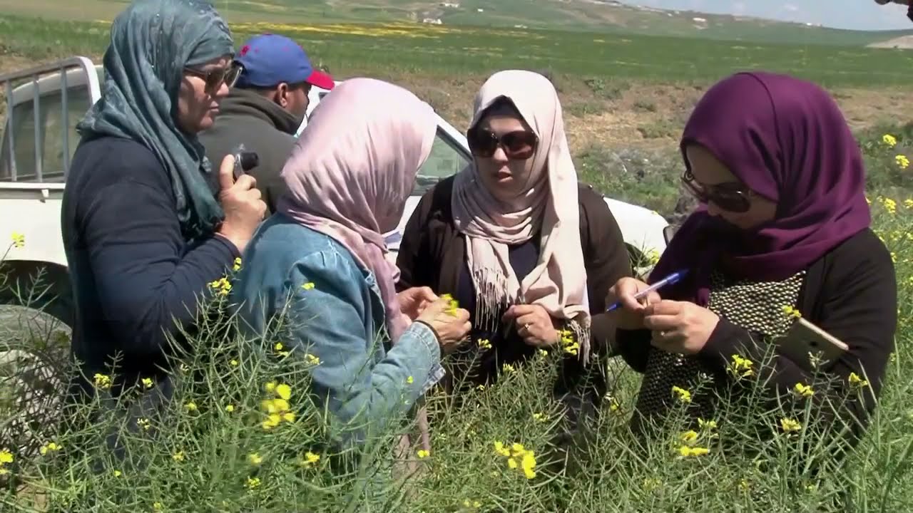 زراعة السلجم الزيتي