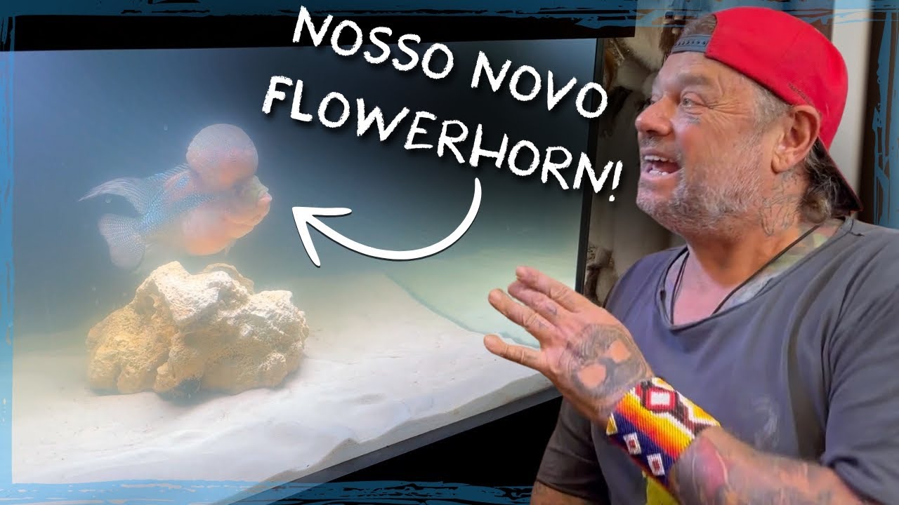 UM NOVO FLOWERHORN NA CASA DOS BICHOS!