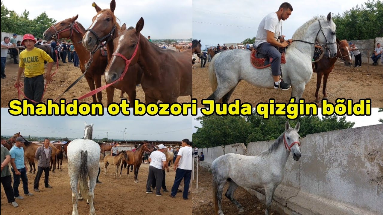 Shahidon ot bozori bugungi narhlar bilan tanishing 18.06.2024yyil
