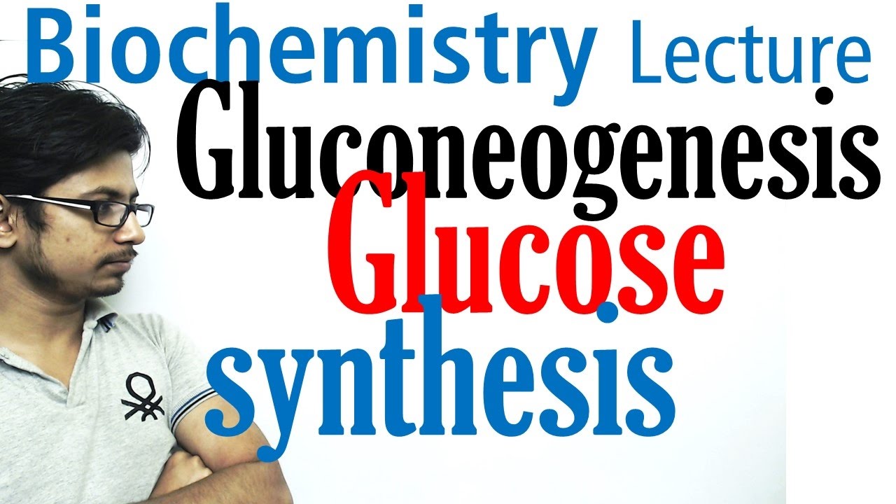 Gluconeogenesis pathway biochemistry