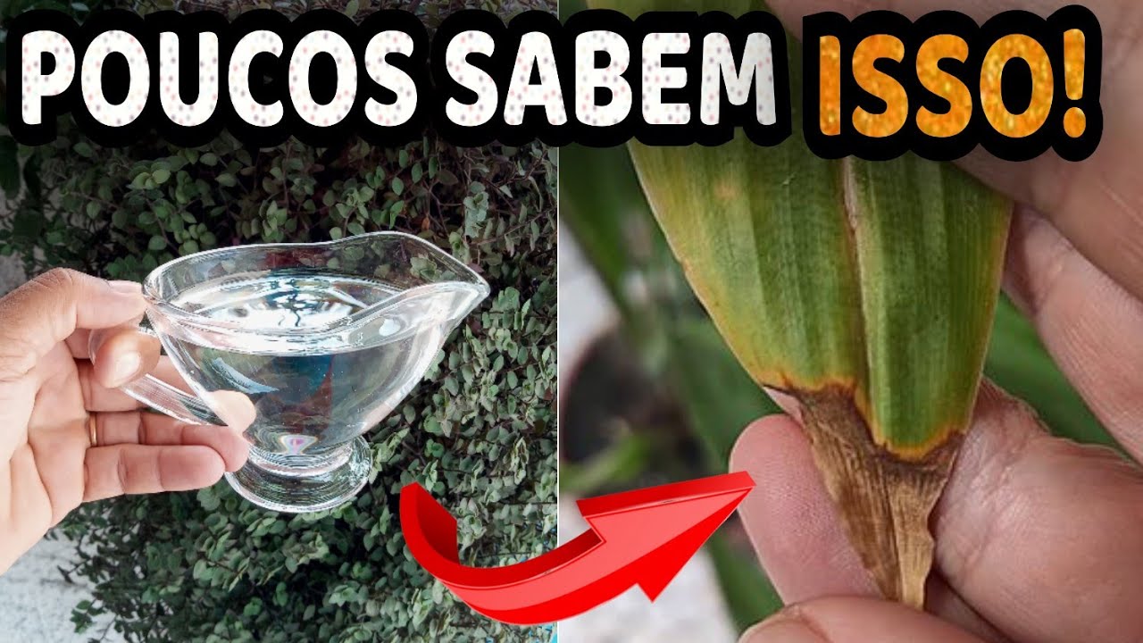Folhas Queimadas Nunca Mais! Resolva Agora