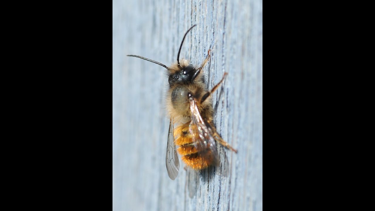 How to make a solitary bee hotel (update 2019)