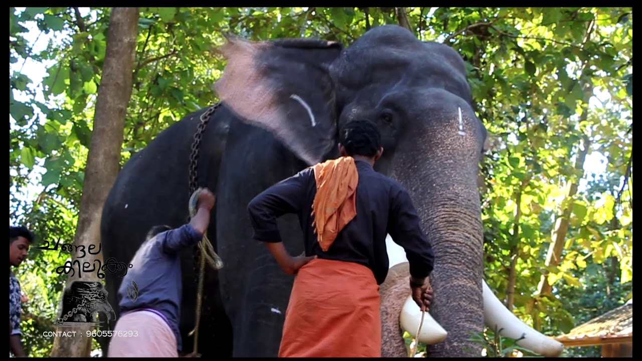 kerala elephant  Pambady Rajan CHANGALAKILUKKAM