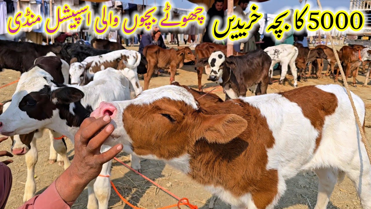 3 February 2026 Maveshi mandi update chotay bachon ki bari mamdi آسٹریلین فریزن،ساہیوال بچوں کی منڈی