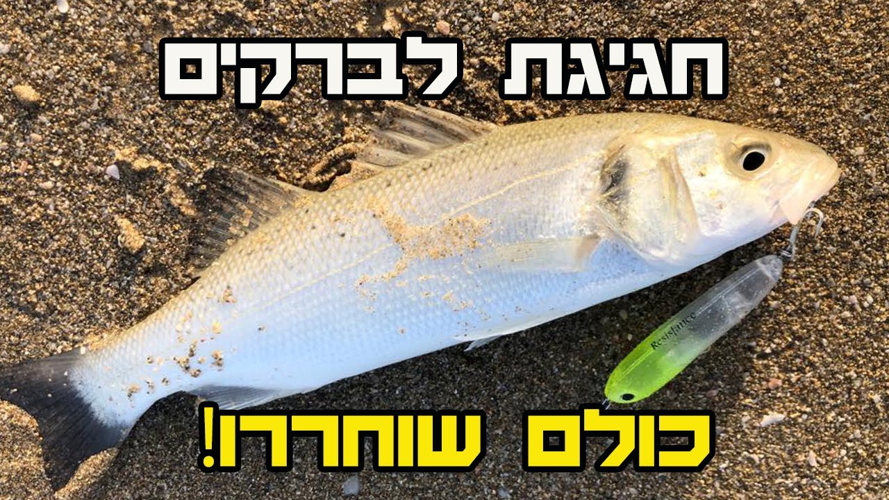 דיג לברקים מטריף | דיג אולטראלייט | seabass fishing