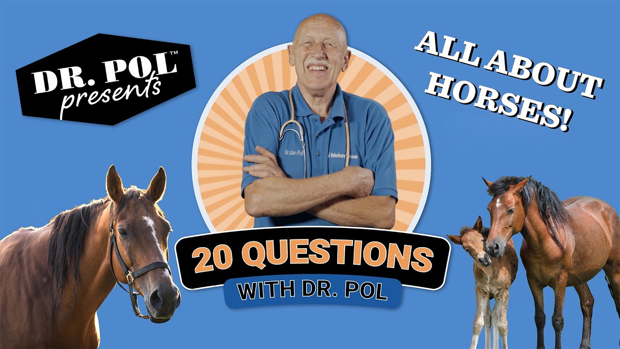 20 вопросов доктору Полу — доктор Пол отвечает на 20 самых популярных вопросов о лошадях в Google...