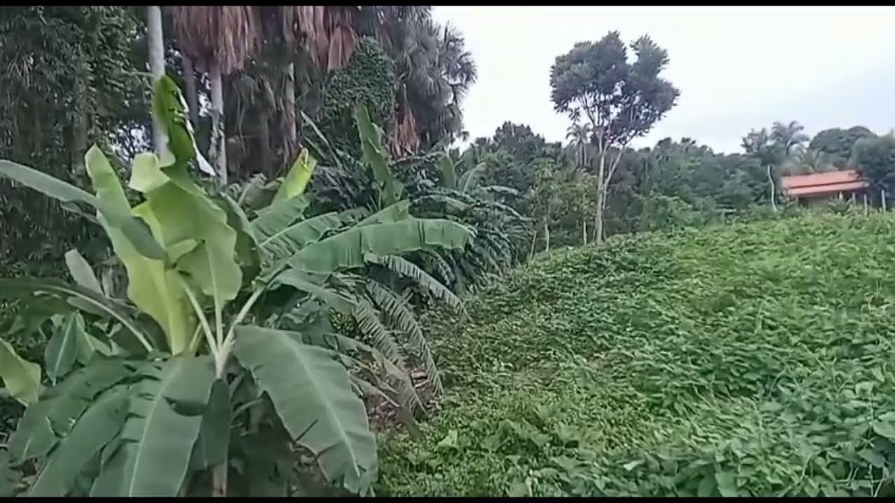 COMO ESTAR OS MEUS PLANTIO NO SITIO