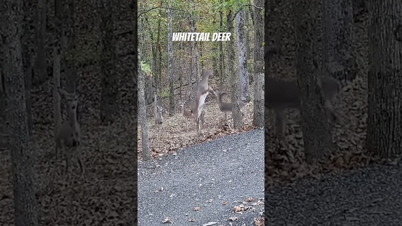 Gentle Moment with whitetail Deer