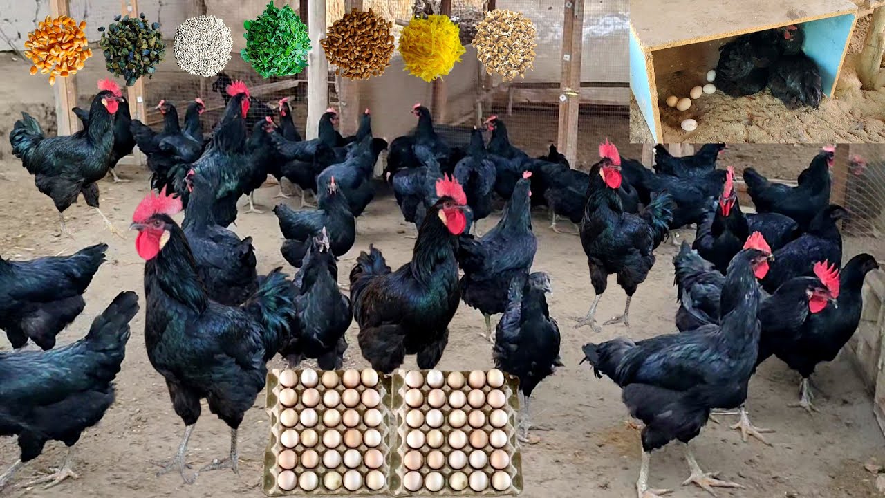 How to feed chickens in one day to get more eggs / Qora shaxzoda tovuqlari