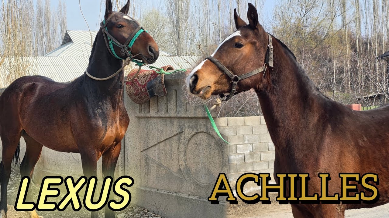 ЛЕКСУС менен АХИЛЕС баасы жакшы чыкты Асандан